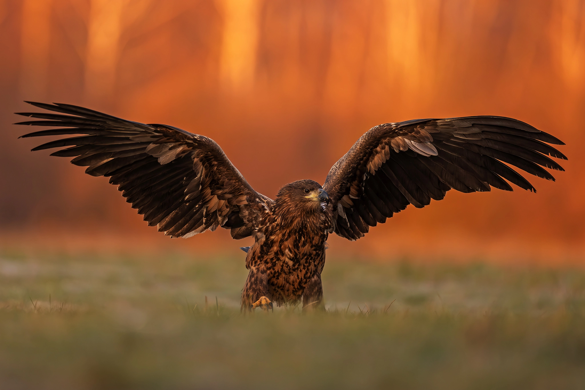 White-tailed Eagle Expedition